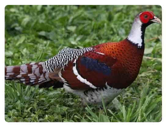 Manipur State bird, Nongyeen, Syrmaticus humiae